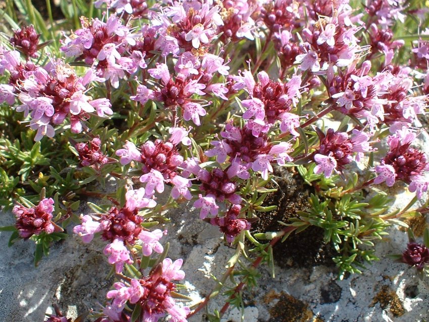 Thymus sp.?